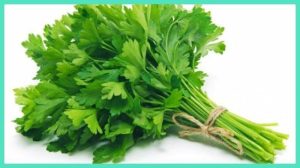 Daun Saledri 305068589